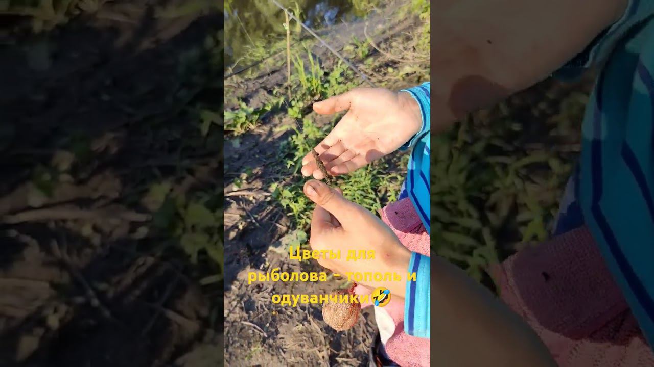 Рыбаки любите такие цветы? #рыбалка #одуванчик #тополь #fishing #фидернаярыбалка #донка #viral #лещ смотреть онлайн