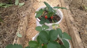 ОСОБЕННОСТИ ВЫРАЩИВАНИЯ КЛУБНИКИ В КАШПО