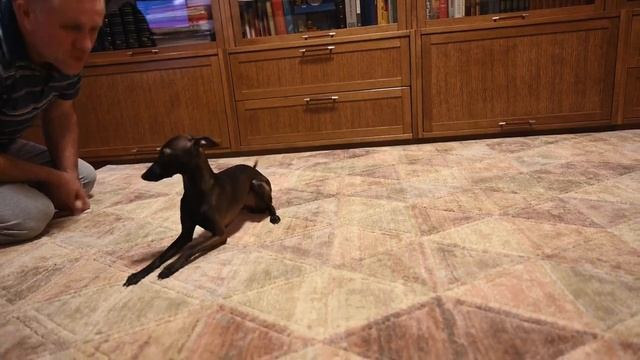 Питомник левреток. Девочка свободна .Italian greyhound,Italienisches Windspiel смотреть онлайн