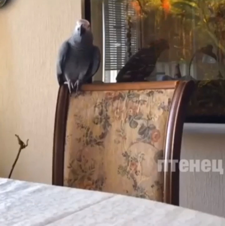 отойди от телефона! смотреть онлайн