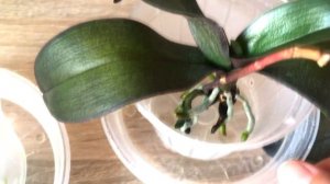 Как БЫСТРО НАРАСТИТЬ КОРНИ Орхидеи. Реанимация Орхидей