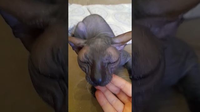 суп с луком....