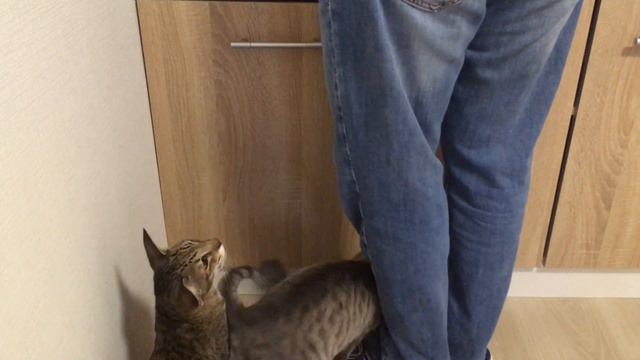 Кошки Мася и Маруся ждут сердечек!)) смотреть онлайн