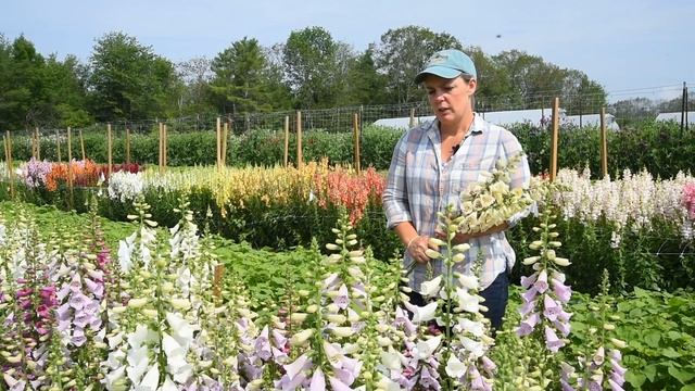 Digitalis 'Camelot Series'