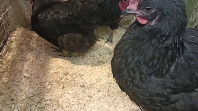 Австралорпы, теперь и у нас. Пробуем новую породу. смотреть онлайн
