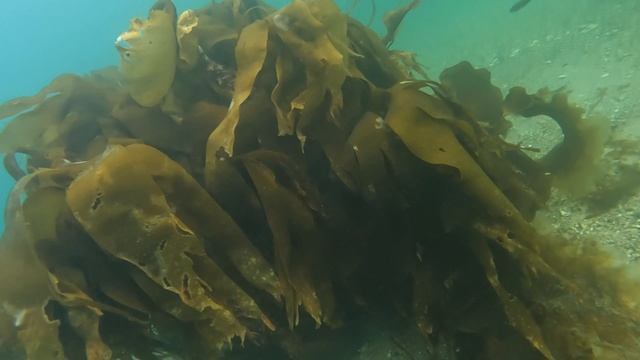 Ежалка на Баренцевом море