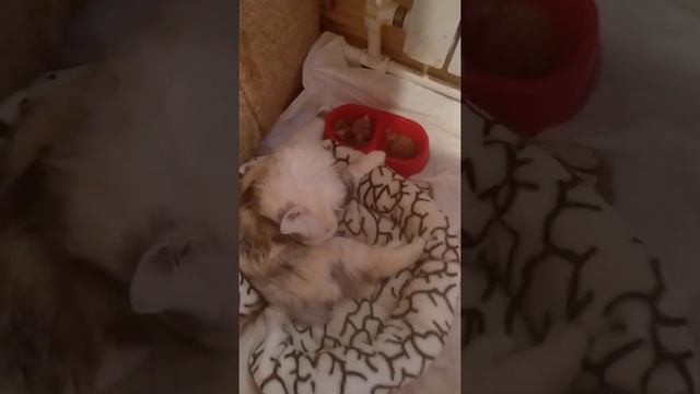 Пять кошек инвалидов в нашем котодоме живёт.Врожденная патология, их сдали котятами в ветклинику смотреть онлайн