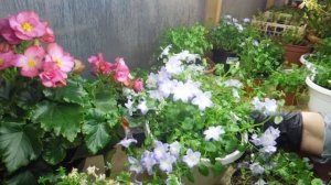 Кампанула.Мой опыт выращивания и черенкования