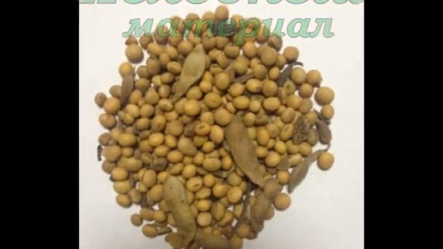 Очистка сои.Щадящая пофракционная технология очистки сильных семян смотреть онлайн