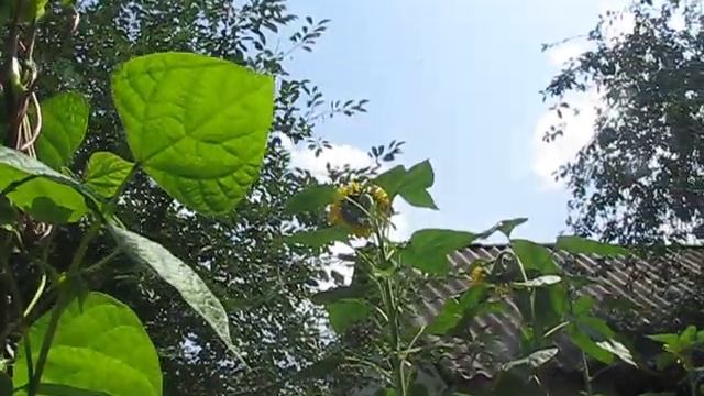 ФАСОЛЬ СПАРЖЕВАЯ БЛАУХИЛЬДЕ. смотреть онлайн