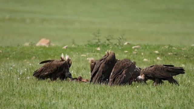 Ultimate & Wild Animals Collection In 8K ULTRA HD _ 8K TV.mp4