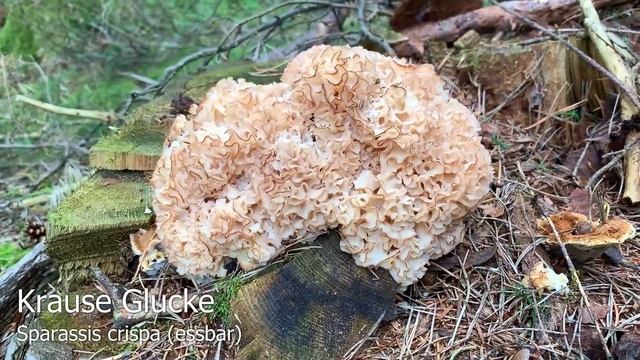 Pilze im September | 27.09.2019 | Fliegenpilze, Steinpilze, Raufußröhrlinge, Maronenröhrlinge смотреть онлайн