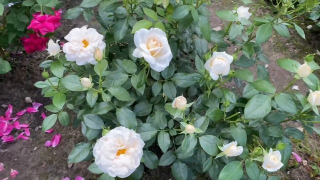 ЦВЕТЕНИЕ РОЗ 2021. ВСЕ ЦВЕТА РАДУГИ ?????? смотреть онлайн