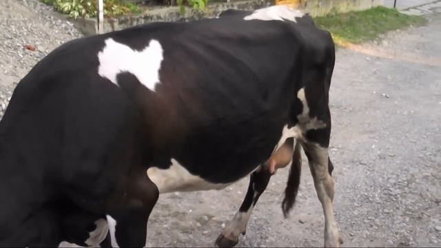 ХРОМОТА У КОРОВЫ. Разрыв связки и мениска. Lameness in cows. The gap ligament and meniscus. смотреть онлайн