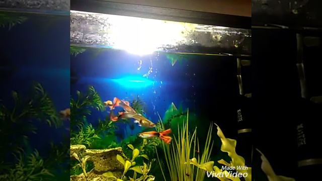 Все мои рыбы. смотреть онлайн