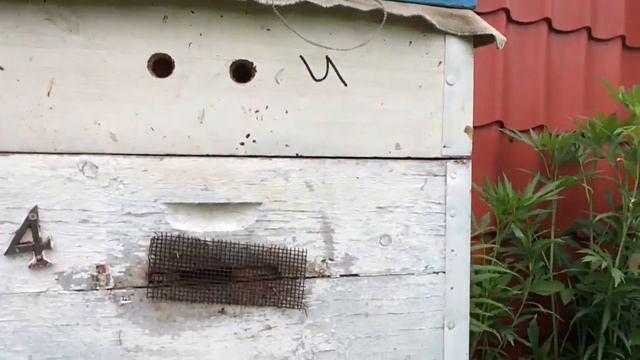 Улей на даче смотреть онлайн
