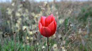 Тюльпаны Великой степи.