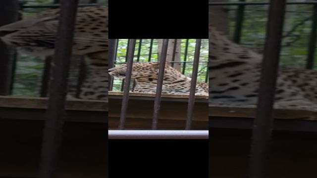 леопард близко вот он!! смотреть онлайн