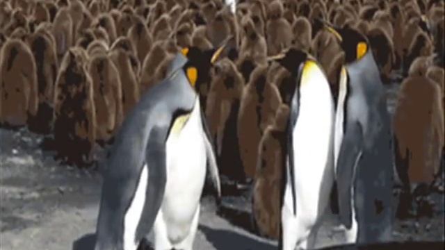 Смешные пингвины на видео. Забавные пингвины под веселую музыку смотреть онлайн