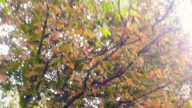 Это невозможно,каштаны зацвели в Августе. смотреть онлайн