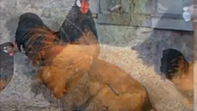 Разведение кур породы Форверк как бизнес идея | Птицеводство | Куры Форверк смотреть онлайн