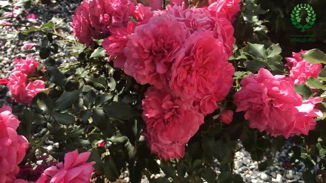 Роза Розариум Ютерзен /Rosarium Uetersen. Видео/карта. Питомник ? и ? Е. Иващенко смотреть онлайн