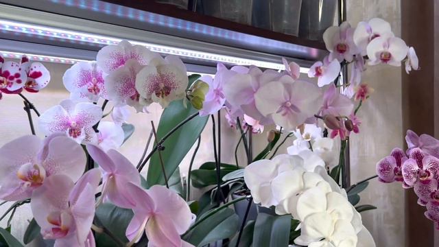 Новая орхидея из обзора смотреть онлайн