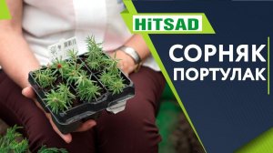 Самый Страшный Сорняк Портулак ✔️ Как избавится от Сорняка  Советы От Хитсад ТВ хитсад медиа