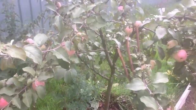 Кандиль орловский яблоня смотреть онлайн