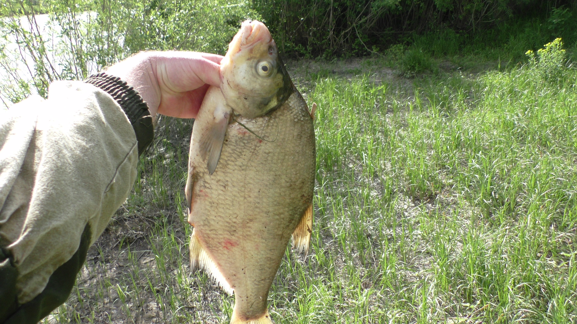 Рыбалка. Таких ЛОПАТ не ожидал увидеть в этой речки. Ловля леща на фидер смотреть онлайн