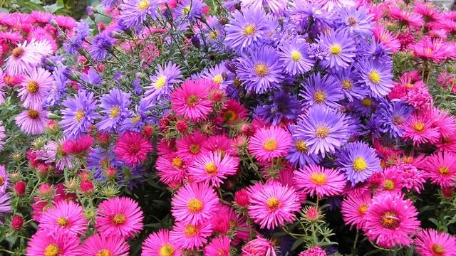 Не ждите весны ? Какие цветы сеять под зиму? Осенний, подзимний посев цветов смотреть онлайн