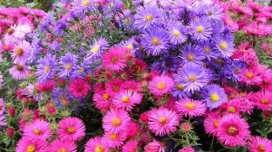 Не ждите весны ? Какие цветы сеять под зиму? Осенний, подзимний посев цветов