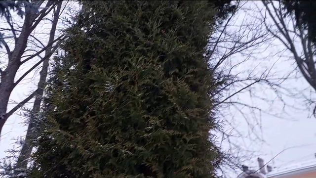 28 ноября 2021 Петергоф. У фонтана. смотреть онлайн