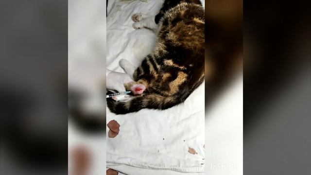 Хирургическое лечение открытой раны на скакательном суставе у кота смотреть онлайн