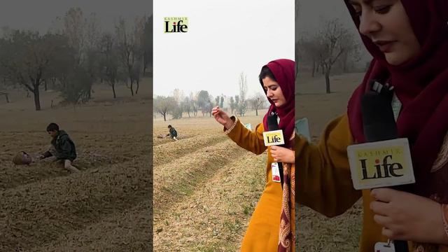 SAFFRON TALES #kashmirlife смотреть онлайн