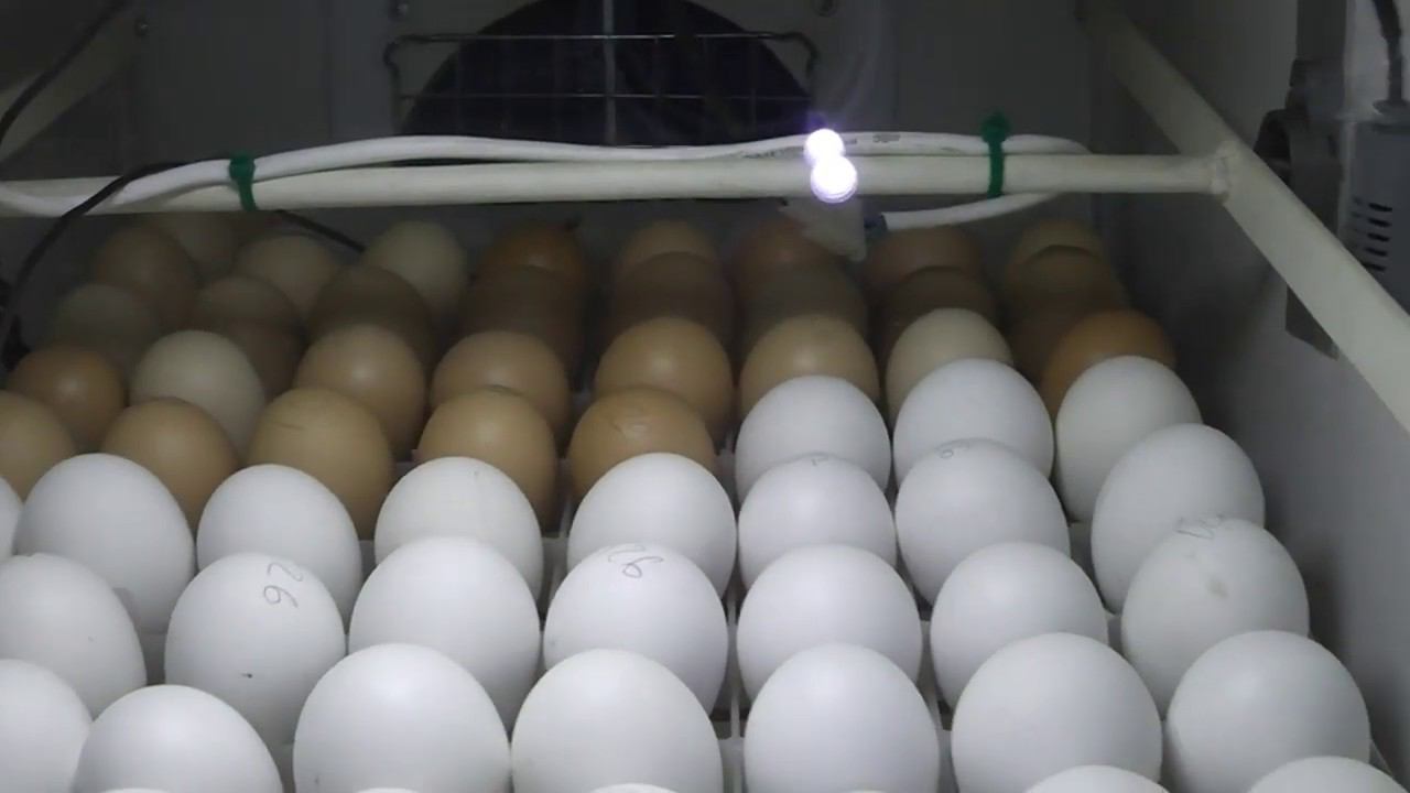 ОПЛОДНОСТЬ ЯЙЦА ИЗ ГЕНОФОНДА Что у нас получилось смотреть онлайн