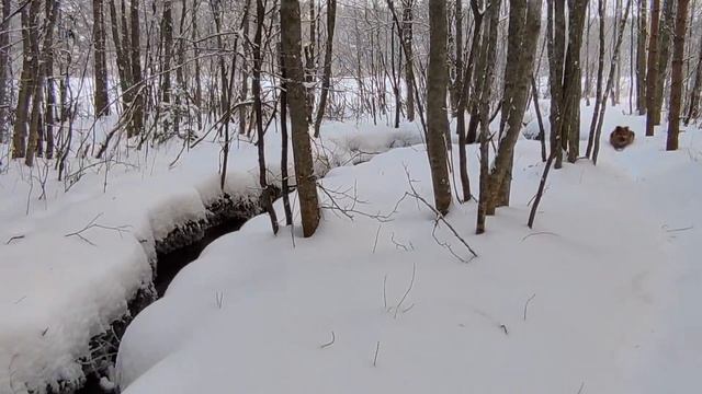 Зима пришла в Карелию \ Зимний лес \ Релакс в зимнем лесу \ Кошки \ Собаки \ Мышки в доме смотреть онлайн