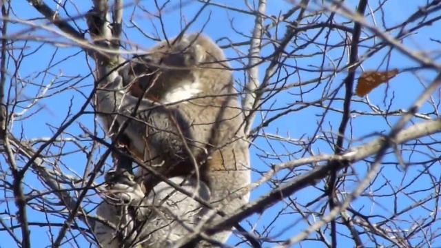 Australian Wildlife Series - Animals - Koala Bears смотреть онлайн