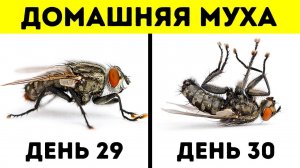 14 Поразительных факта о животных, которые вас удивят