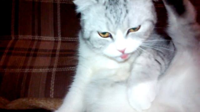 Шотландская Вислоухая Короткошерстная Кошка.Младшая Родная Сестра Жеша! смотреть онлайн