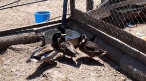 Подсадные утки принесли кучу потомства!Готовлюсь к СЕЗОНУ ОХОТЫ/Разведение в домашних условиях