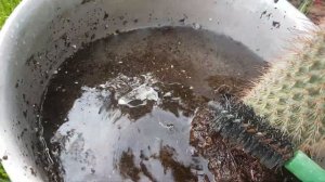 ВЫ КУПИЛИ КАКТУС.Что делать дальше?Правильная пересадка .2020.211.