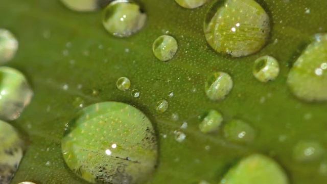 Alessandro Stradella - Sinfonia a violino, violoncello e b.c. смотреть онлайн