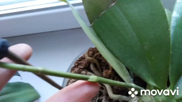 Почему бегонии и орхидеи цветут осенью или зимой?