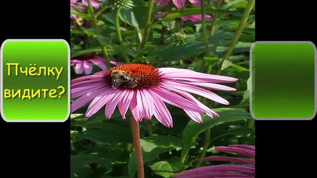 Невероятно красивые осенние цветы, цветы букеты самые красивые, Most beautiful flowers смотреть онлайн