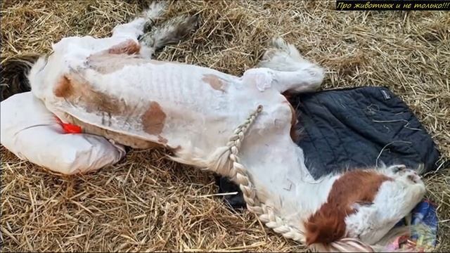 Люди думали, что эта лошадь ушла на РАДУГУ! Но подойдя ближе они впали в СТУПОР от увиденного! смотреть онлайн