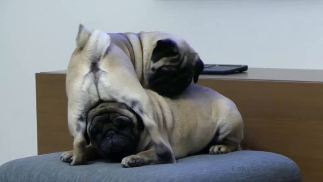 18+ смотреть онлайн