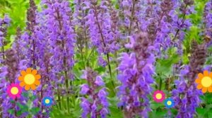 Шалфей дубравный Blaukoenigin. Краткий обзор, описание характеристик, где купить рассада