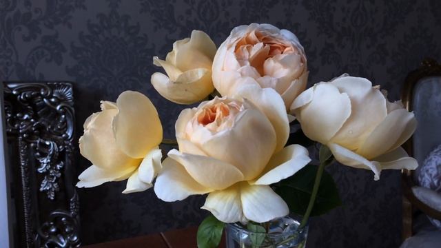 Jude The Obscure | Rose Review | David Austin Roses | English Roses | Highly Scented Roses
