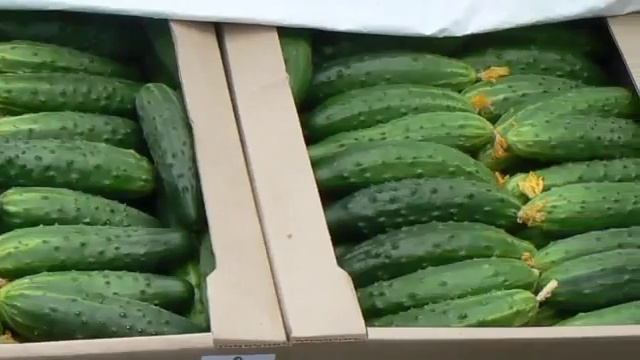 Экогель. Удобрения для теплиц. Стимулятор роста растений.